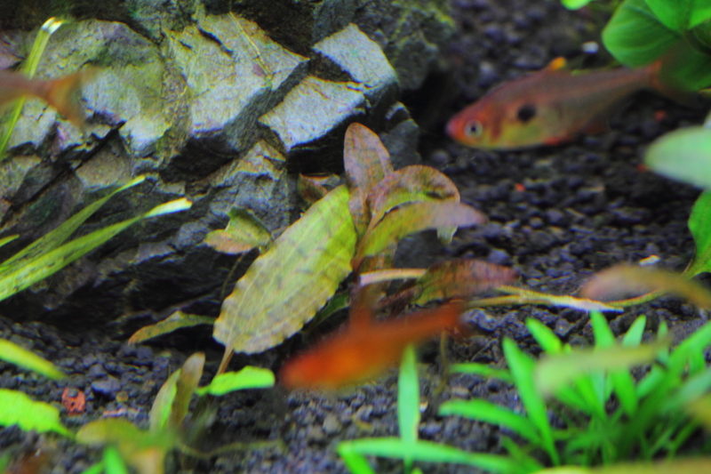 植栽から28日目　水上葉が溶けたクリプトコリネから水中葉が展開